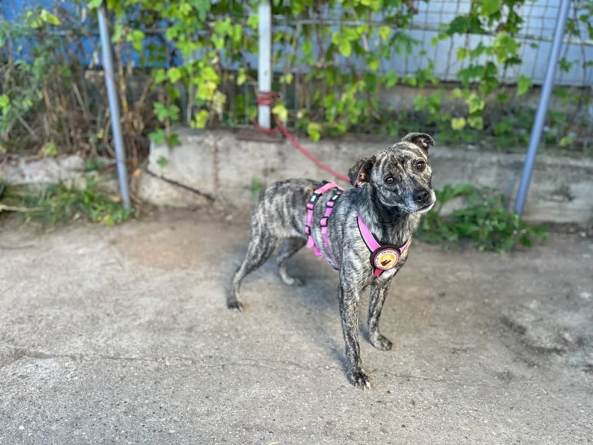 Charlotte, female young Mixed Breed for adoption at Ein Herz für Streuner e.V., München