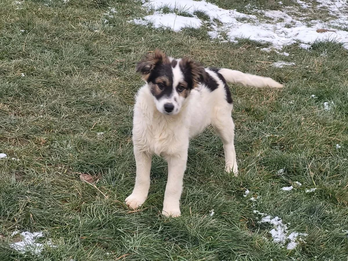 Charly, weiß male puppy Mixed Breed for adoption at Ein Herz für Streuner e.V., München