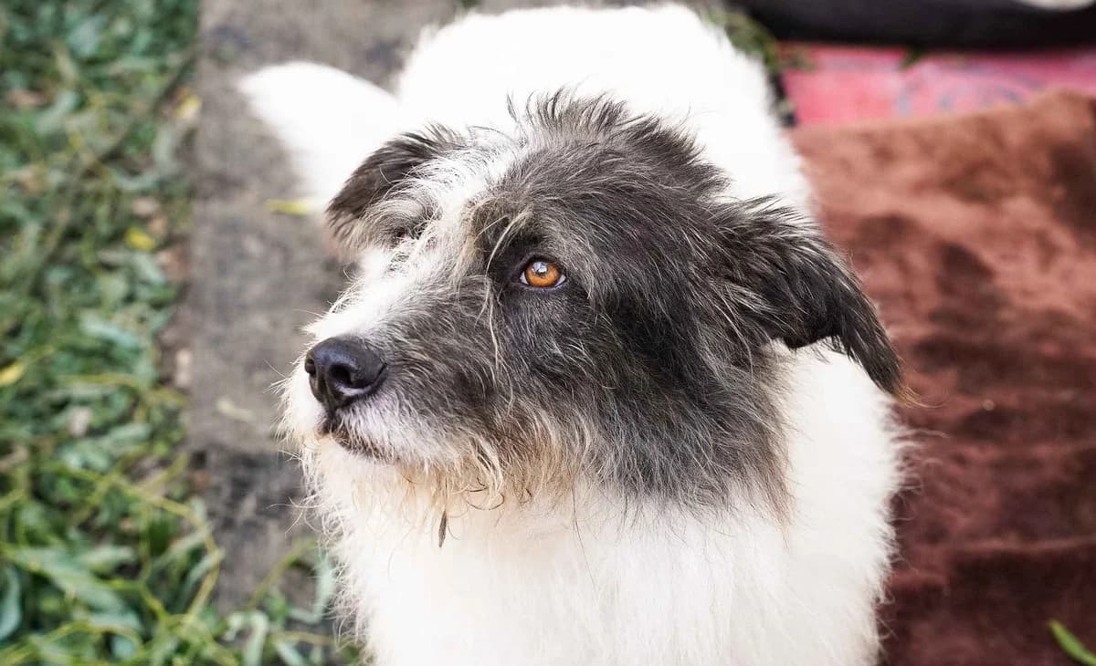 Charly, female 5yo Mixed Breed for adoption at Ein Herz für Streuner e.V., München