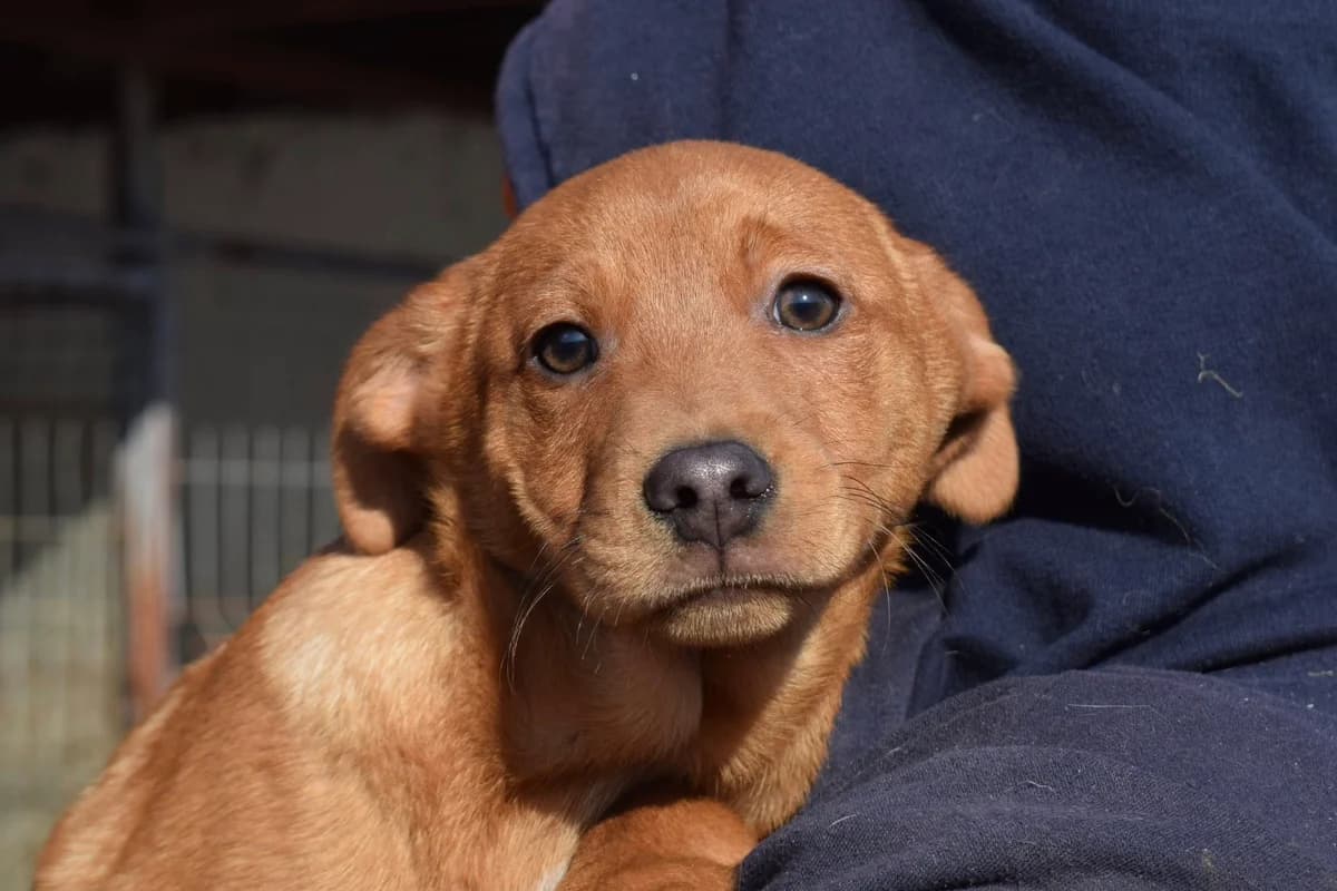 Charly, weiß male puppy Mixed Breed for adoption at Ein Herz für Streuner e.V., München
