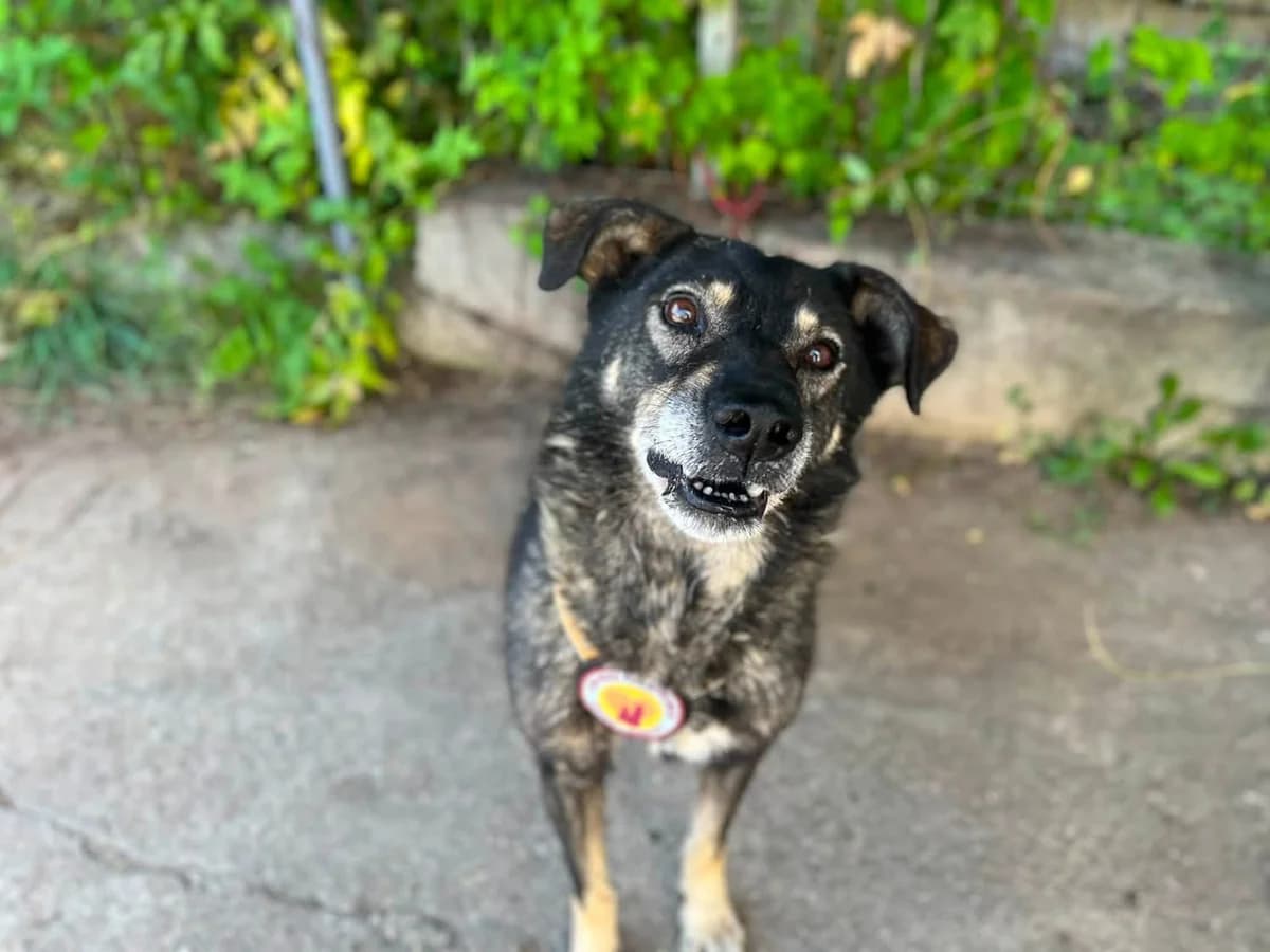 Charly, male senior Mixed Breed for adoption at Ein Herz für Streuner e.V., München