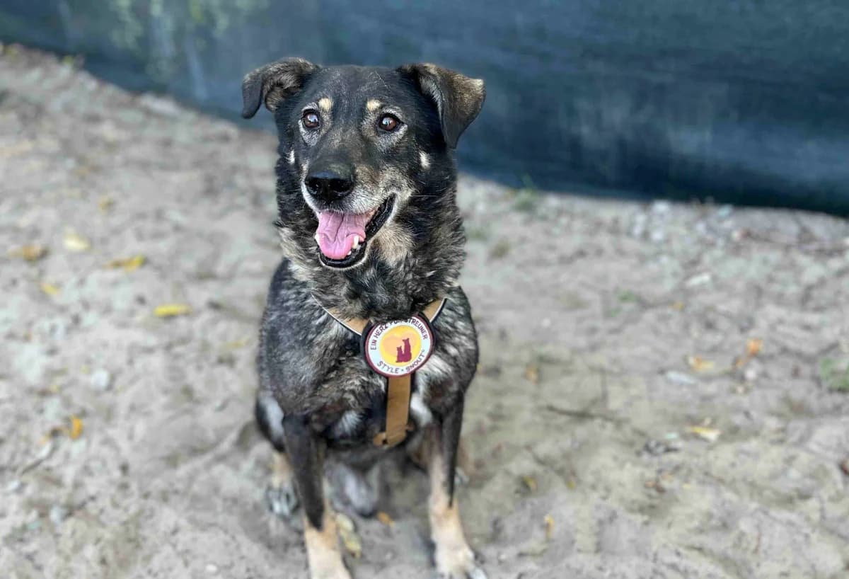 Charly, male senior Mixed Breed for adoption at Ein Herz für Streuner e.V., München