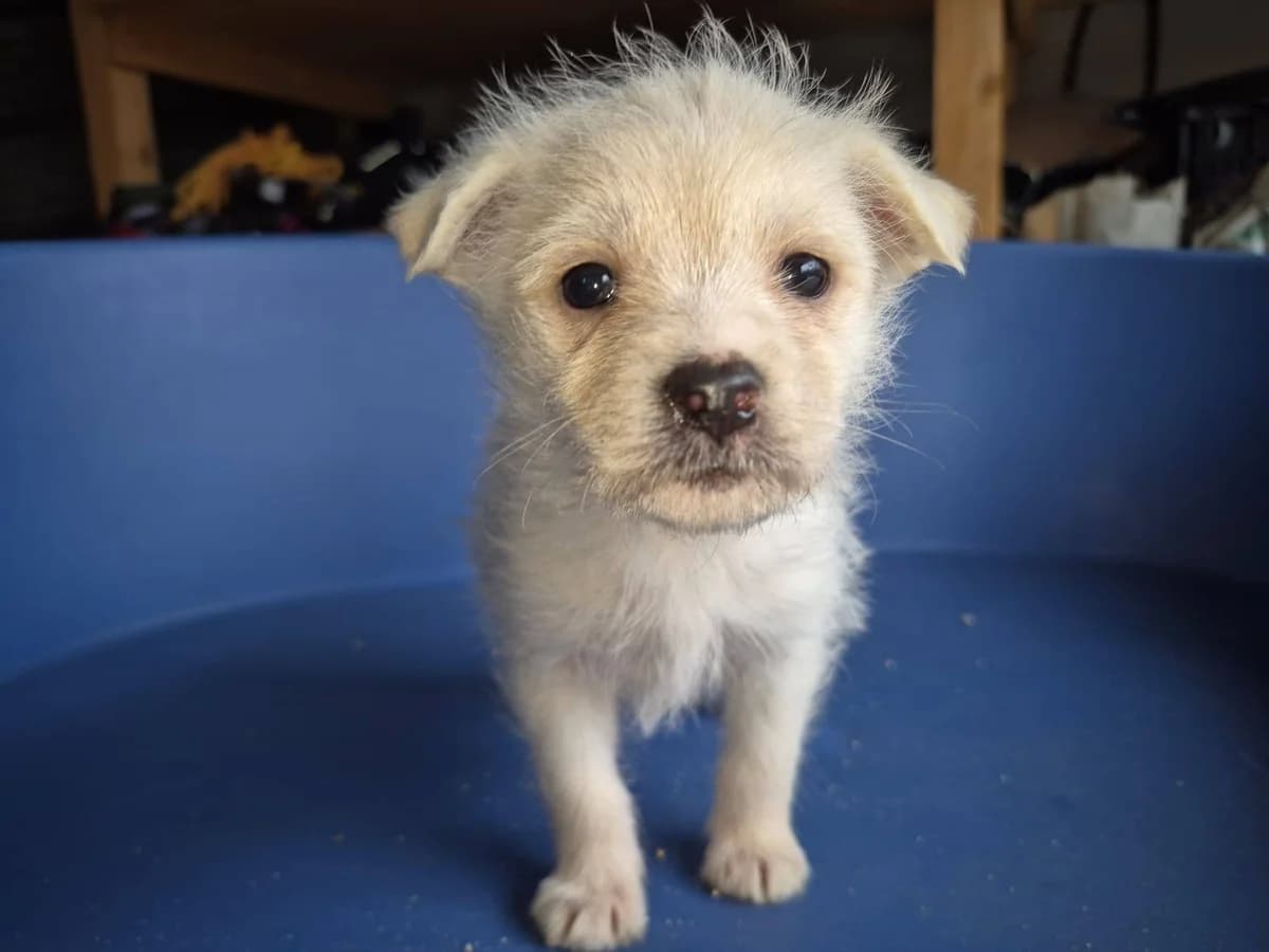 Chase, weiß male puppy Mixed Breed for adoption at Ein Herz für Streuner e.V., München