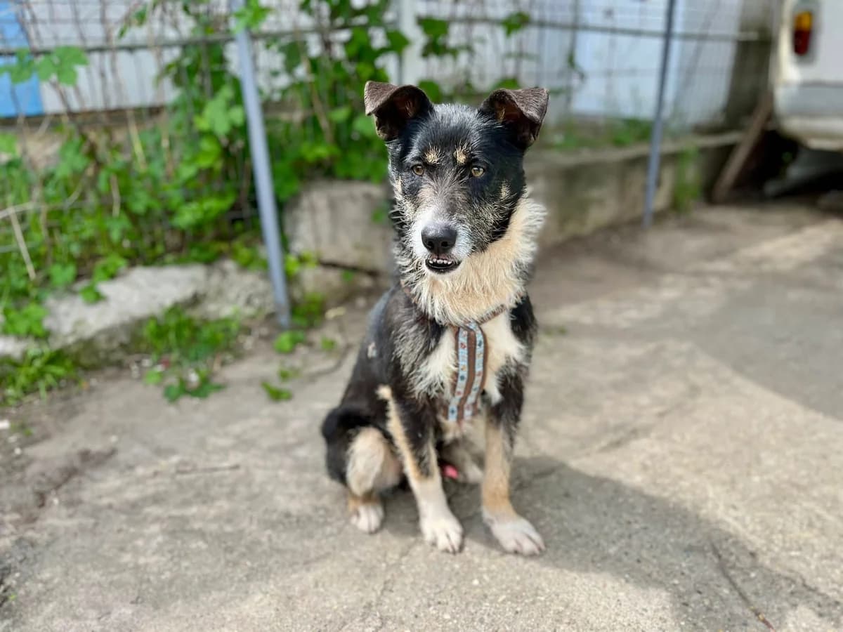 Chaval, male 3yo Mixed Breed for adoption at Ein Herz für Streuner e.V., München
