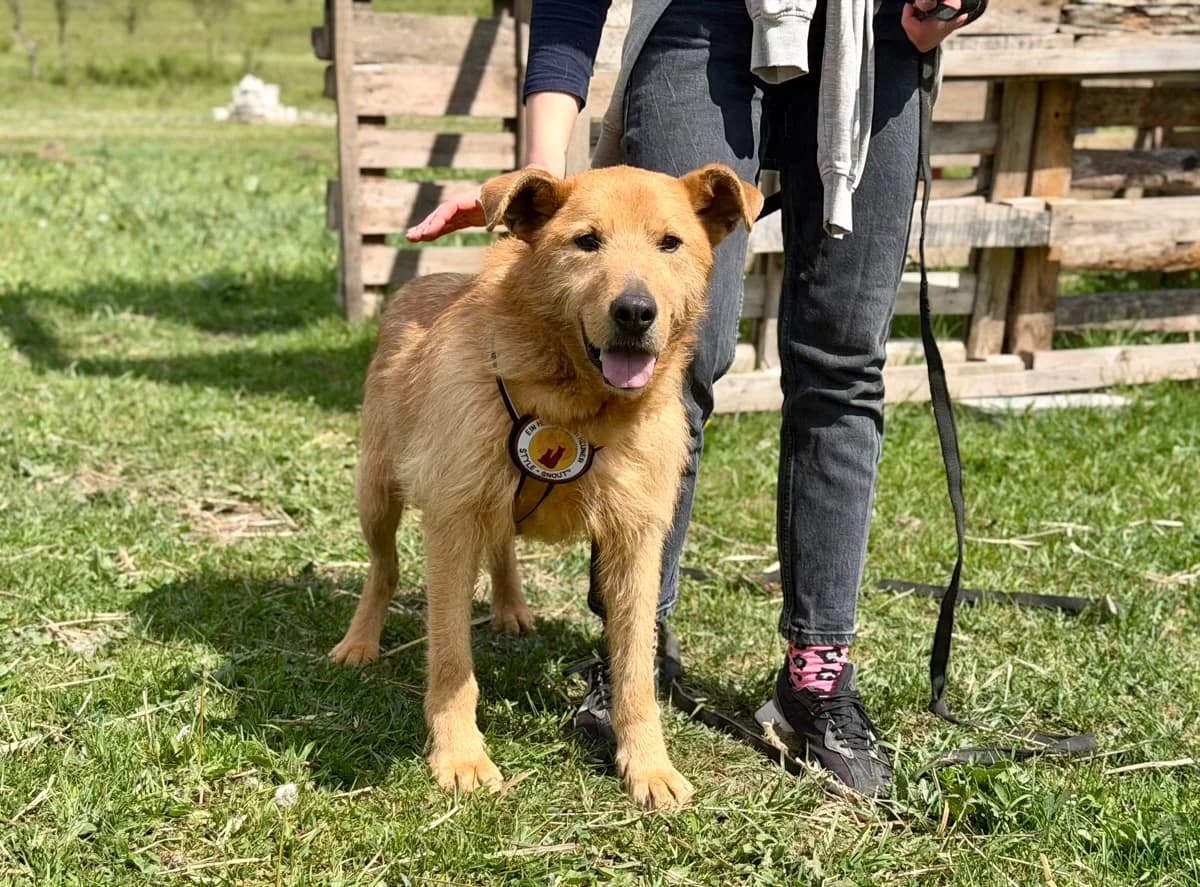 Chayton, male 5yo Mixed Breed for adoption at Ein Herz für Streuner e.V., München