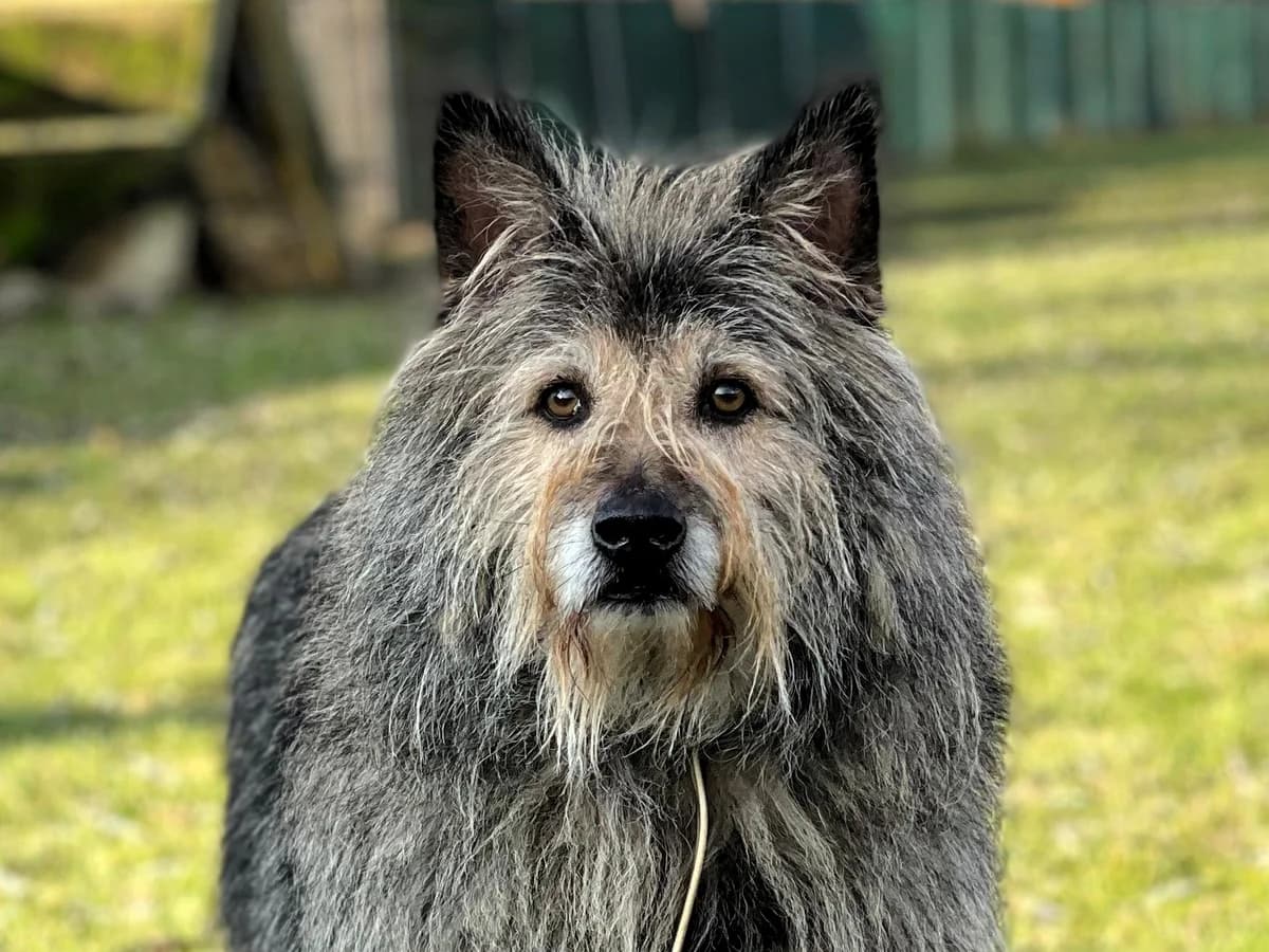 Checker, male senior Mixed Breed for adoption at Ein Herz für Streuner e.V., München