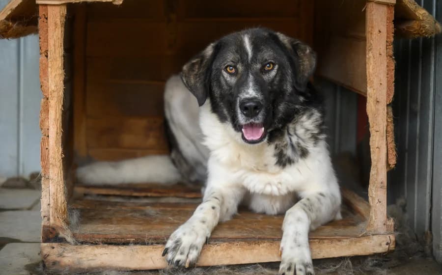 Cheeky, male 3yo Mixed Breed for adoption at Ein Herz für Streuner e.V., München