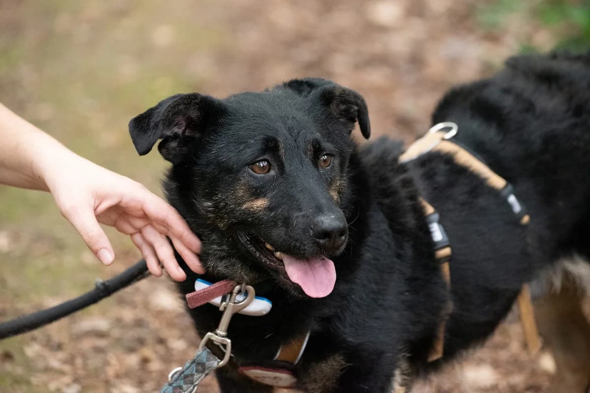 Chep, male 3yo Mixed Breed for adoption at Ein Herz für Streuner e.V., München