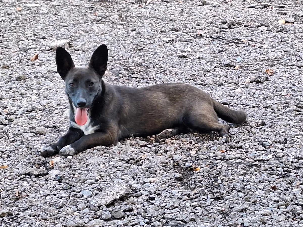 Cher, female 5yo Mixed Breed for adoption at Ein Herz für Streuner e.V., München