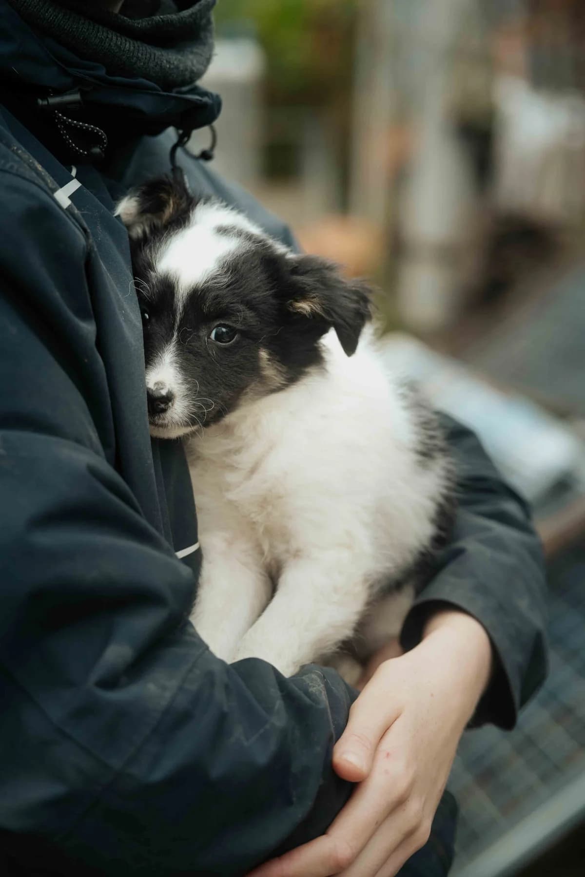 Cher, schwarz female puppy Mixed Breed for adoption at Ein Herz für Streuner e.V., München