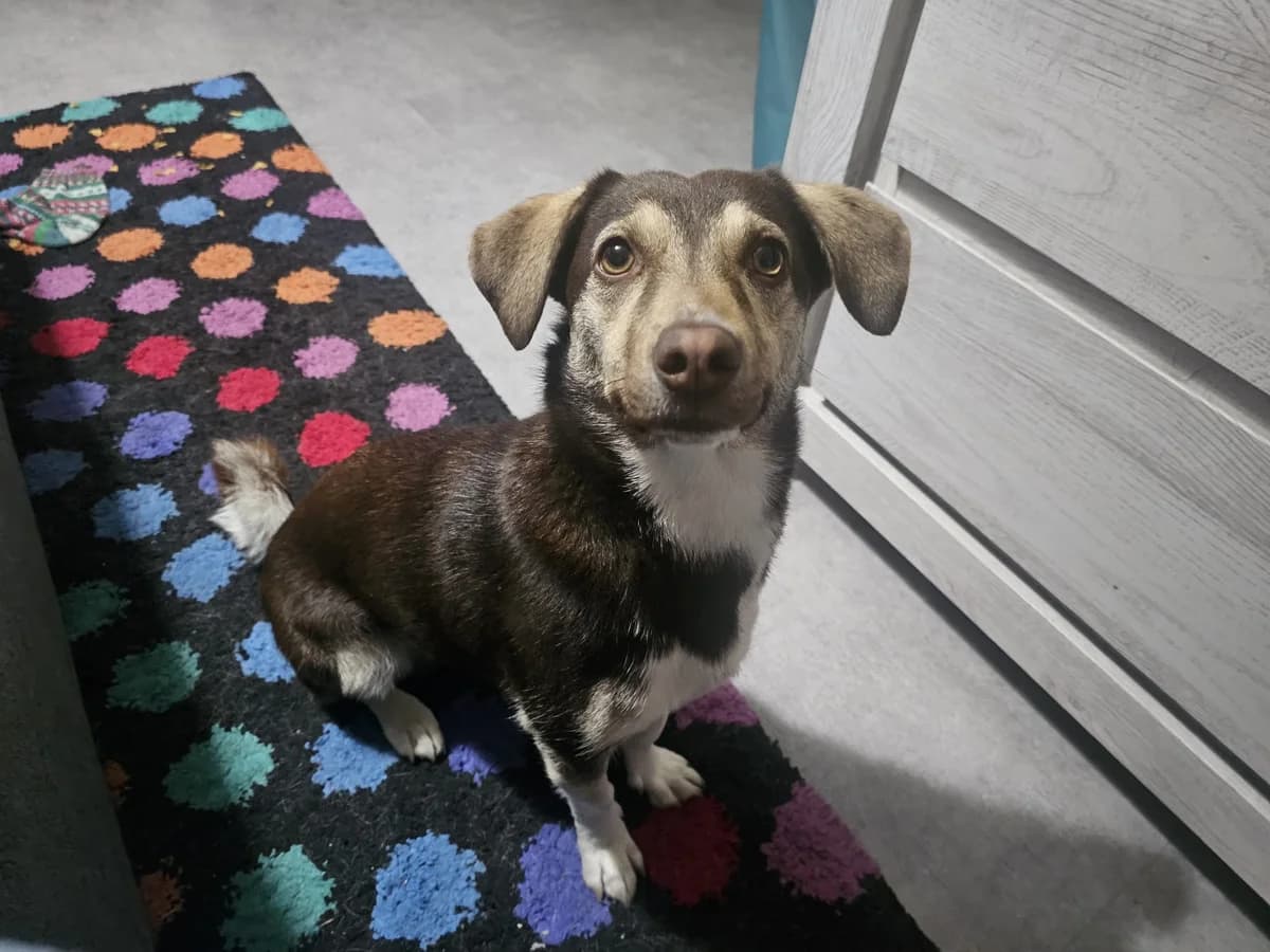 ChéRie, female young Mixed Breed for adoption at Ein Herz für Streuner e.V., München