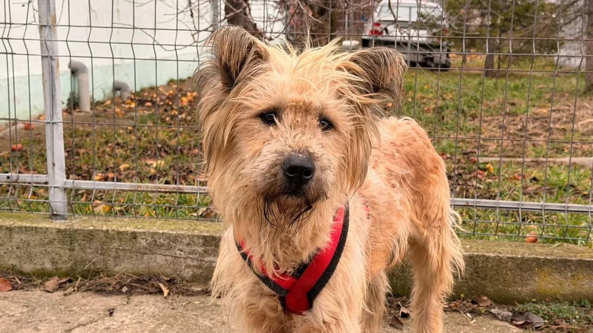 Cherry, female young Mixed Breed for adoption at Ein Herz für Streuner e.V., München