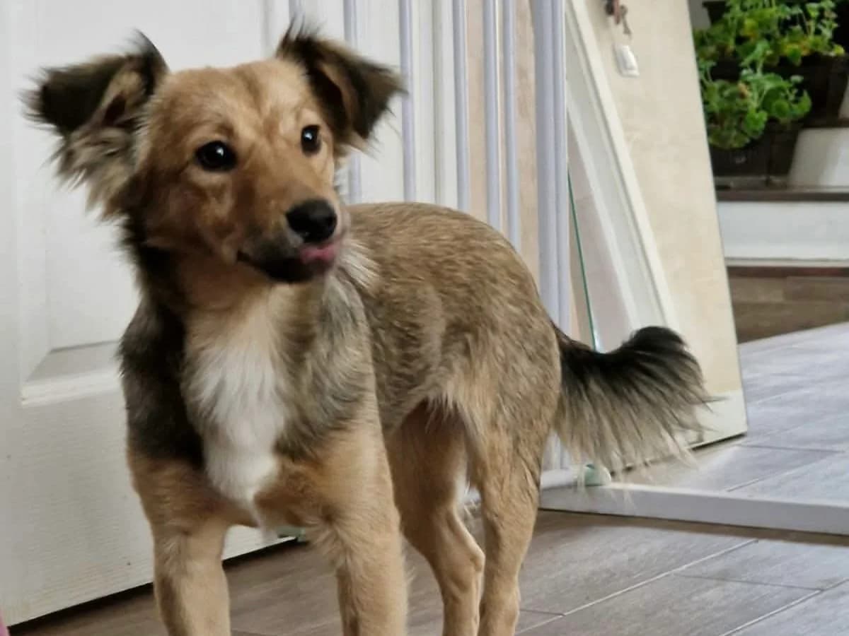 Cherry, puppy Mixed Breed for adoption at Ein Herz für Streuner e.V., München