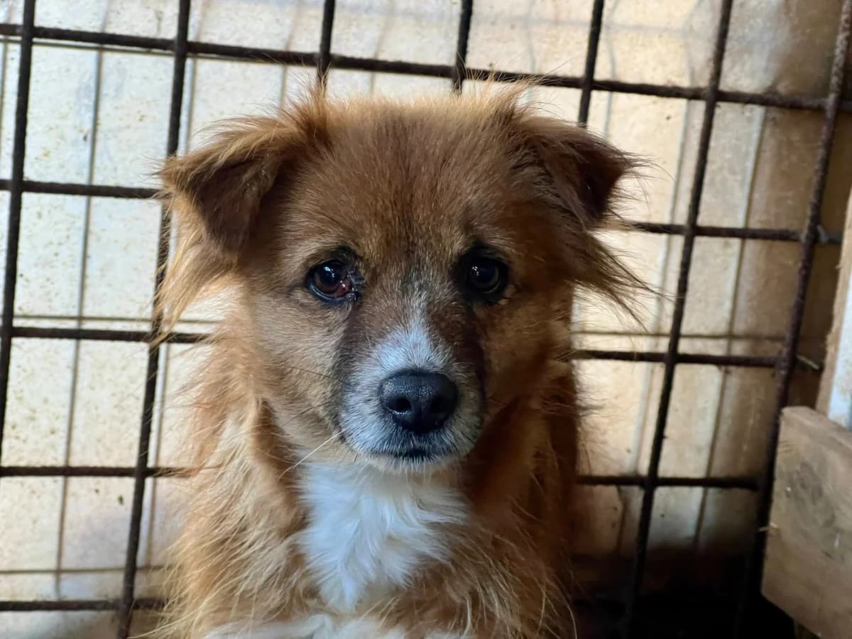 Cherry, Mixed Breed for adoption at Ein Herz für Streuner e.V., München