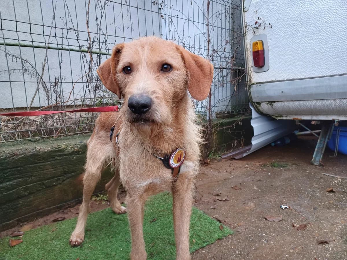 Chester, male 5yo Mixed Breed for adoption at Ein Herz für Streuner e.V., München