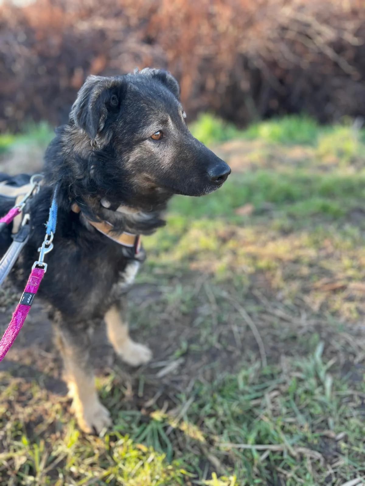 Chester, male 4yo Mixed Breed for adoption at Ein Herz für Streuner e.V., München