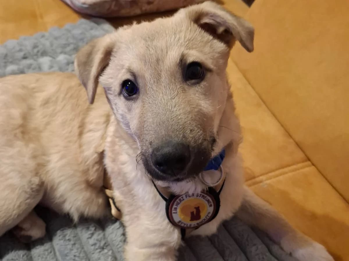 Chester, male puppy Mixed Breed for adoption at Ein Herz für Streuner e.V., München