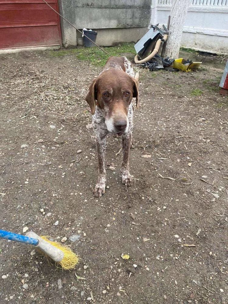 Chester, Mixed Breed for adoption at Ein Herz für Streuner e.V., München