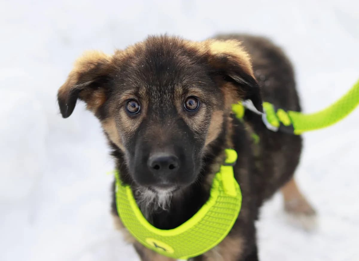 Chettu, braun male puppy Mixed Breed for adoption at Ein Herz für Streuner e.V., München
