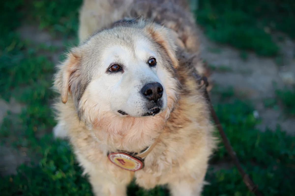 Chewbacca, male 5yo Mixed Breed for adoption at Ein Herz für Streuner e.V., München