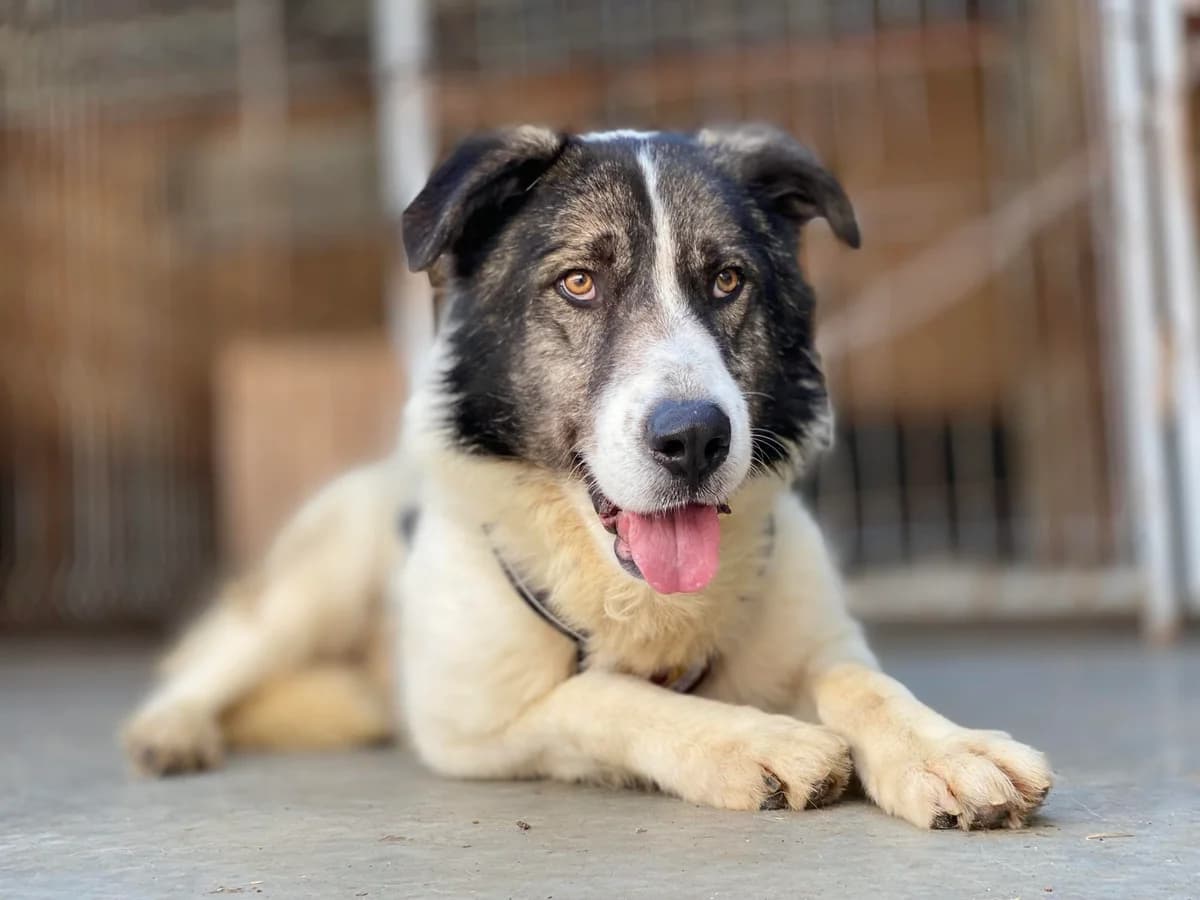 Chewie, weiß male 4yo Mixed Breed for adoption at Ein Herz für Streuner e.V., München