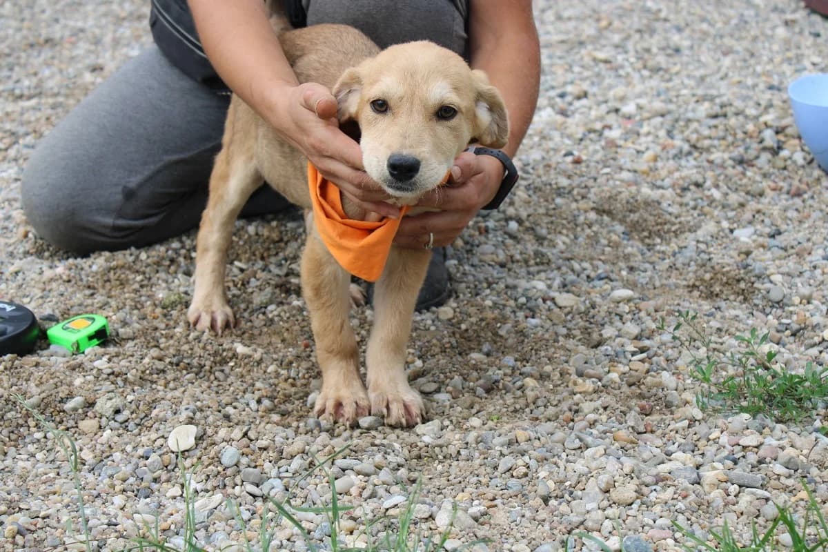 Cheyenne, female puppy Mixed Breed for adoption at Ein Herz für Streuner e.V., München