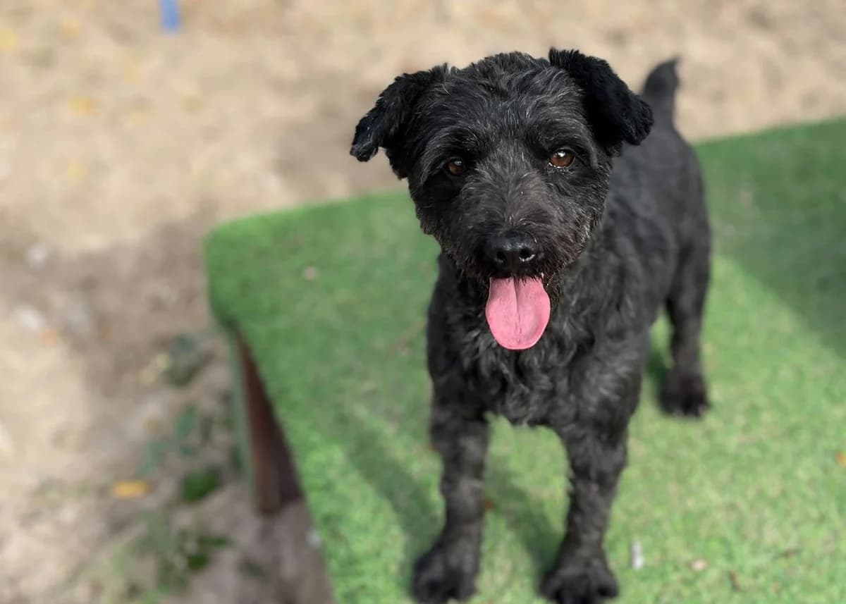 Chia, female 7yo Mixed Breed for adoption at Ein Herz für Streuner e.V., München