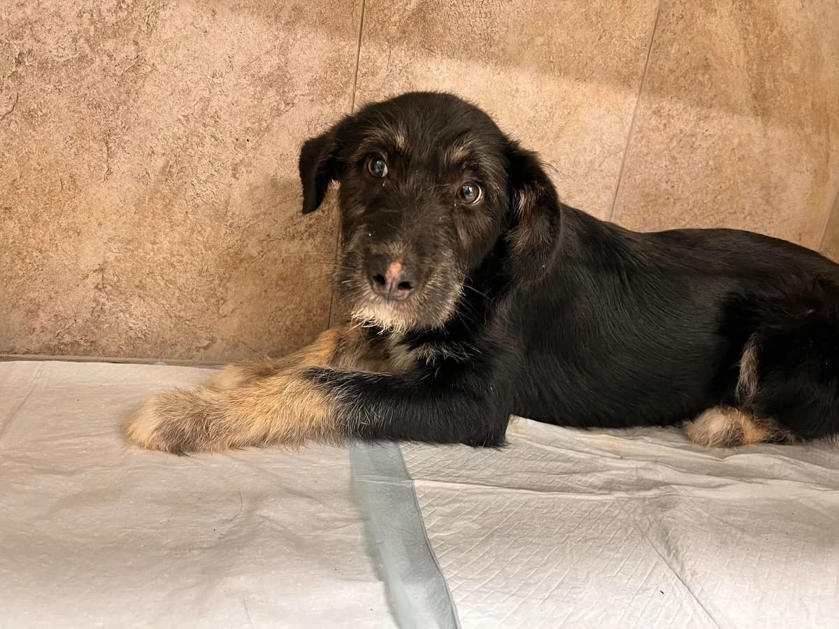 Chiara, female puppy Mixed Breed for adoption at Ein Herz für Streuner e.V., München