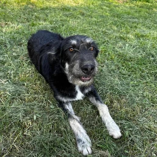 Chiara, female 5yo Mixed Breed for adoption at Ein Herz für Streuner e.V., München