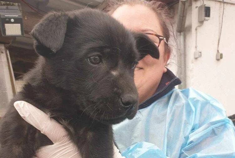 Chiara, Mixed Breed for adoption at Ein Herz für Streuner e.V., München