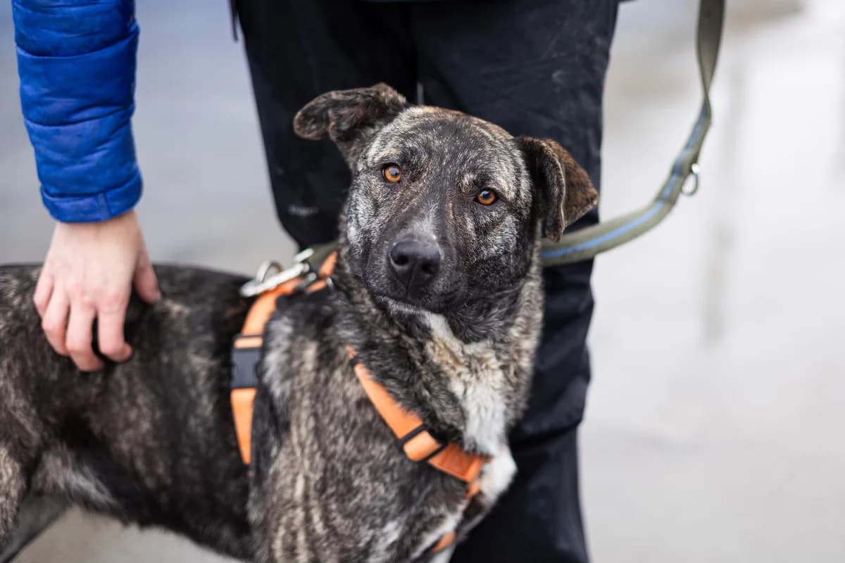 Chiara, female young Mixed Breed for adoption at Ein Herz für Streuner e.V., München