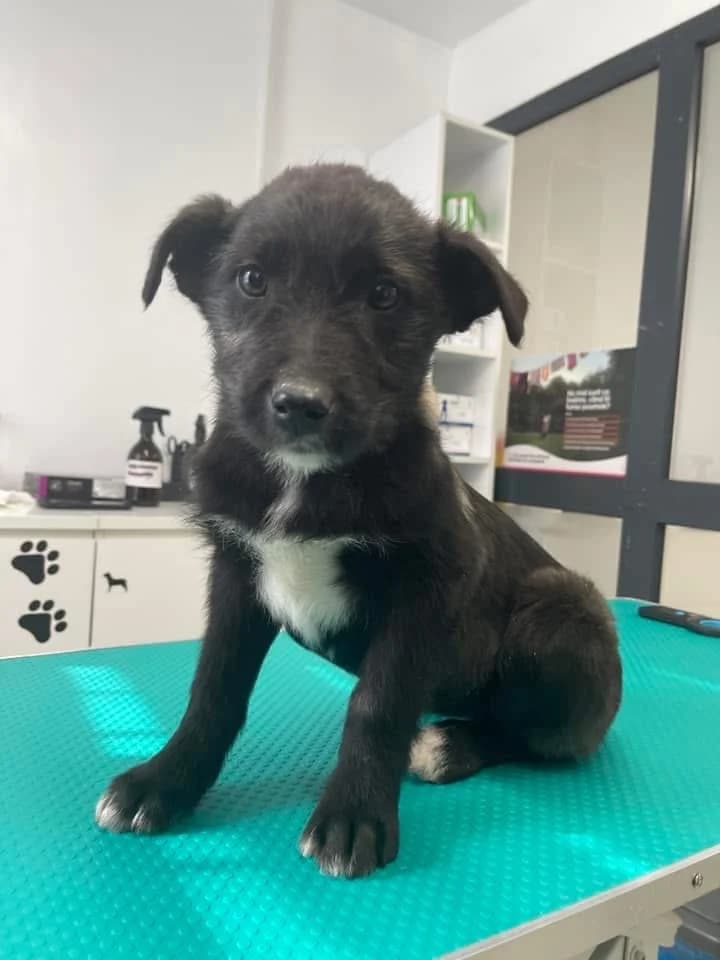 Chiasa, weiß female puppy Mixed Breed for adoption at Ein Herz für Streuner e.V., München