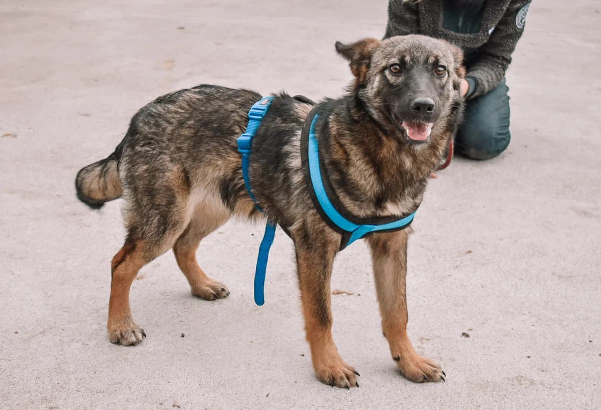 Chica, female puppy Mixed Breed for adoption at Ein Herz für Streuner e.V., München