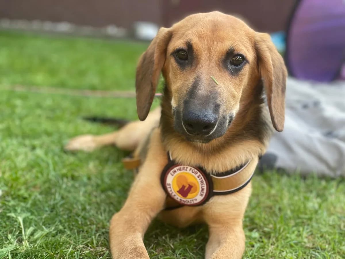 Chicago, male puppy Mixed Breed for adoption at Ein Herz für Streuner e.V., München
