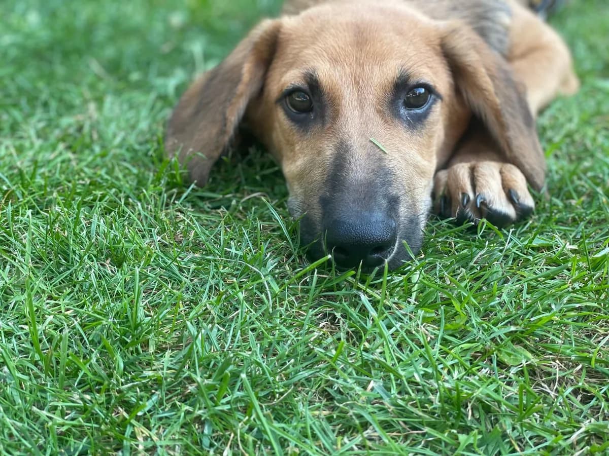 Chicago, male puppy Mixed Breed for adoption at Ein Herz für Streuner e.V., München