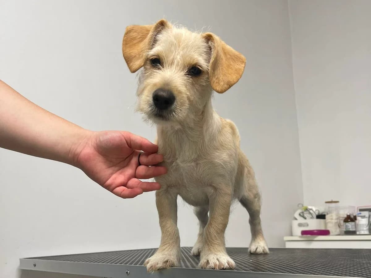 Chicka, female puppy Mixed Breed for adoption at Ein Herz für Streuner e.V., München