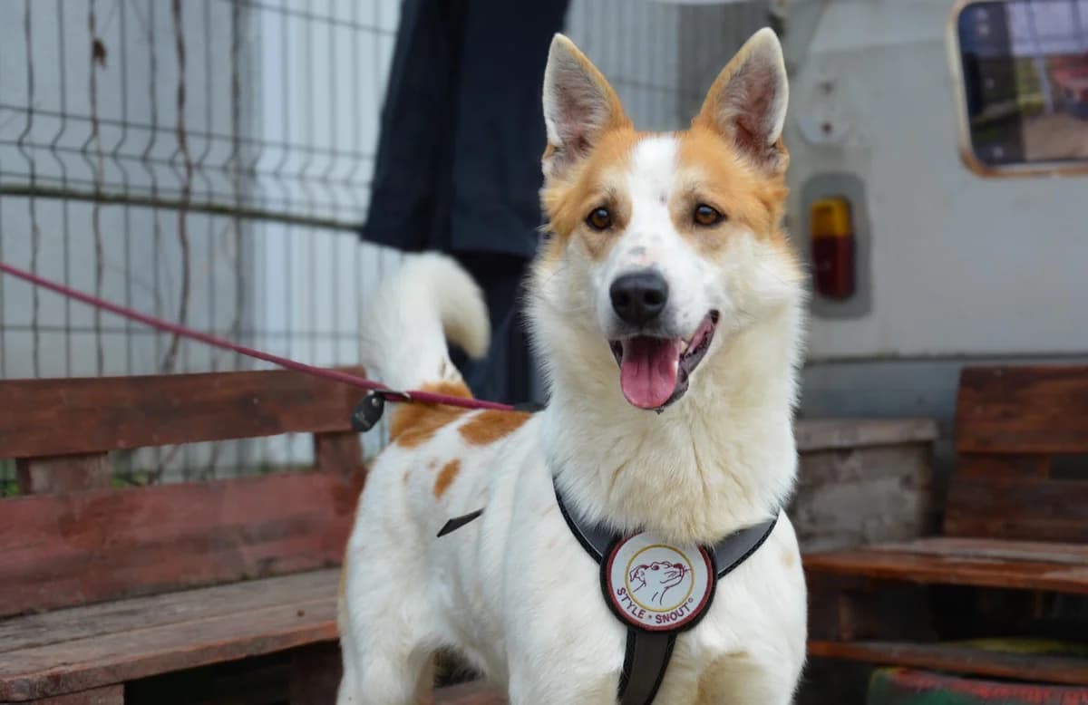 Chico, male 5yo Mixed Breed for adoption at Ein Herz für Streuner e.V., München
