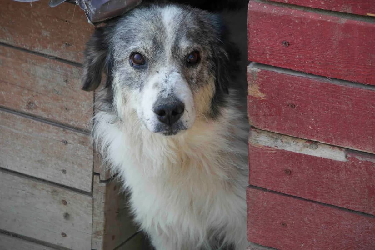 Chico, weiß male senior Mixed Breed for adoption at Ein Herz für Streuner e.V., München
