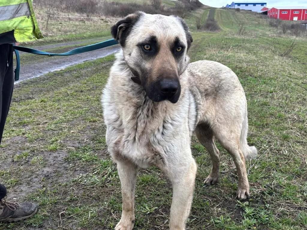 Chido, male 5yo Mixed Breed for adoption at Ein Herz für Streuner e.V., München