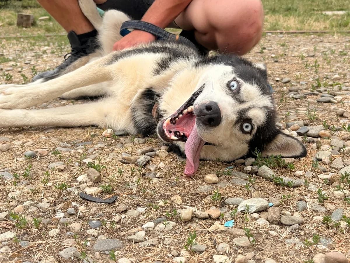 Chili, male 5yo Mixed Breed for adoption at Ein Herz für Streuner e.V., München