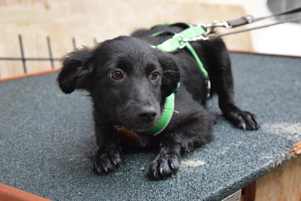 Chilli, female puppy Mixed Breed for adoption at Ein Herz für Streuner e.V., München
