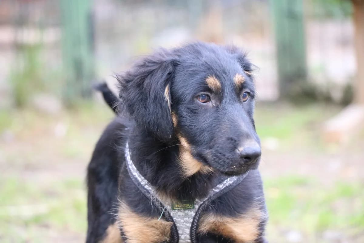 Chin Chin, female puppy Mixed Breed for adoption at Ein Herz für Streuner e.V., München