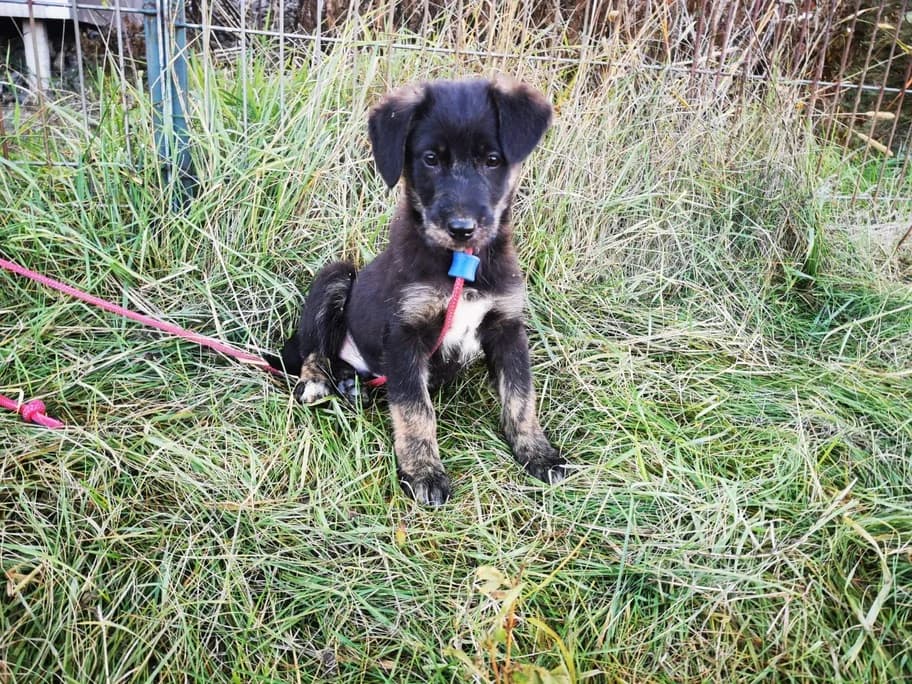 Chip, male puppy Mixed Breed for adoption at Ein Herz für Streuner e.V., München
