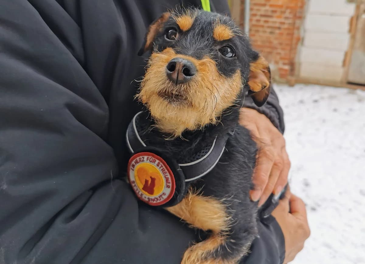Chip, male puppy Mixed Breed for adoption at Ein Herz für Streuner e.V., München