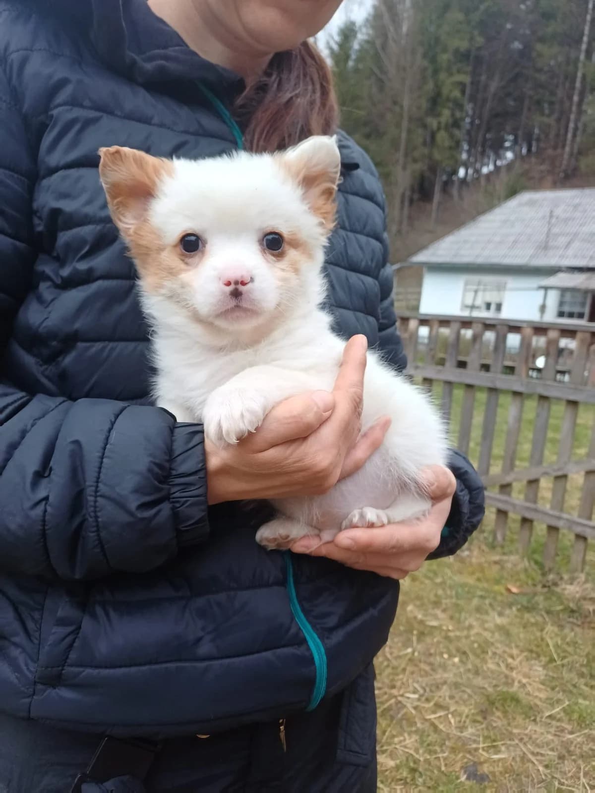 Chip, male puppy Mixed Breed for adoption at Ein Herz für Streuner e.V., München