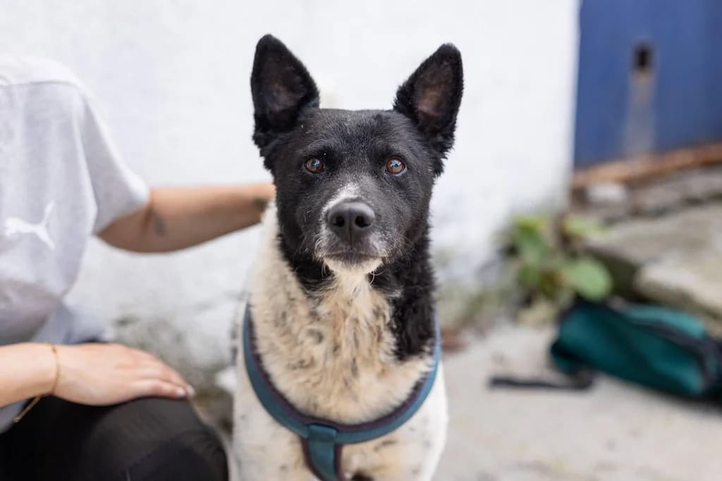 Chipo, schwarz male 6yo Mixed Breed for adoption at Ein Herz für Streuner e.V., München