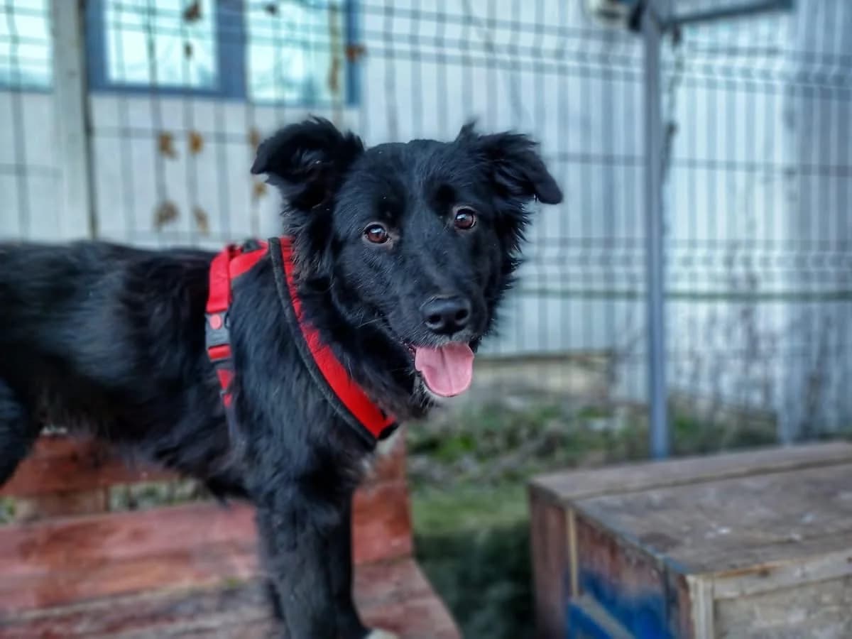 Chipsy, female young Mixed Breed for adoption at Ein Herz für Streuner e.V., München