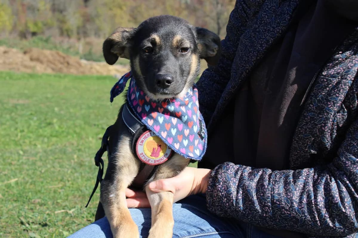 Chipsy, weiß female puppy Mixed Breed for adoption at Ein Herz für Streuner e.V., München