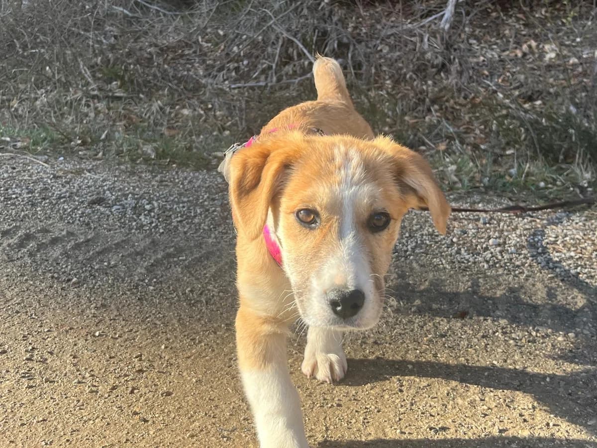 Chipsy, female puppy Mixed Breed for adoption at Ein Herz für Streuner e.V., München