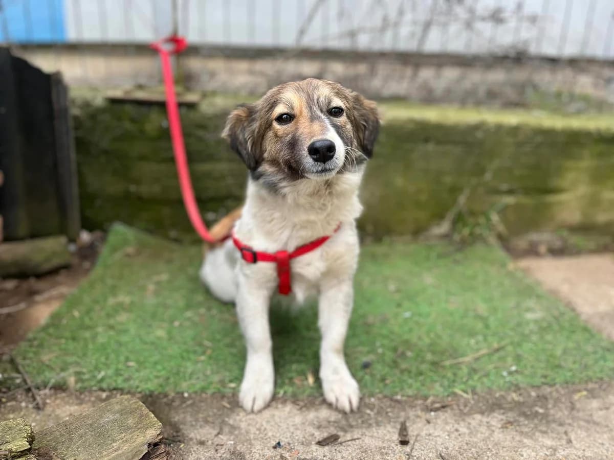 Chira, female young Mixed Breed for adoption at Ein Herz für Streuner e.V., München